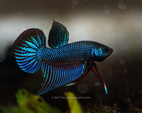rare betta fish for sale|Betta Smaragdina .
